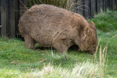 Acacia Hills Retreat - Accommodation Yamba 6