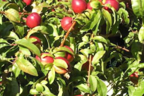 Bendalls - Accommodation Yamba 7