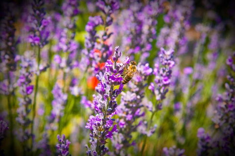 Brayfield Cottage - Accommodation Yamba 6