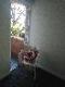 Abbeville Apartments - Accommodation Yamba 5