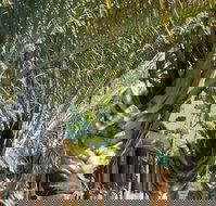 The Miners Rest Motel - Accommodation Yamba