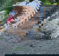 Halls Haven Holiday Units - Accommodation Yamba