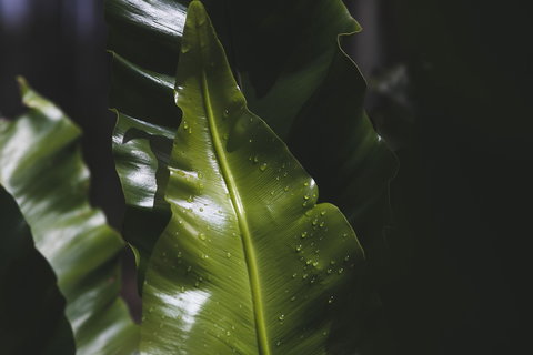 The Jackson Ranch - Accommodation Yamba 1