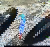 Licuala Lodge - Accommodation Yamba