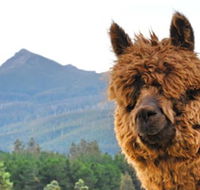 Maydena Mountain Cabins - Accommodation Yamba