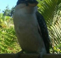 Tropic Oasis Holiday Villas - Accommodation Yamba