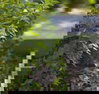 Grampians Eco YHA - Hostel - Accommodation Yamba