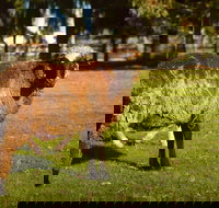 Enderslie House Bed  Breakfast - Accommodation Yamba