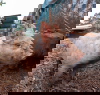 Batchelor Butterfly Farm - Accommodation Yamba