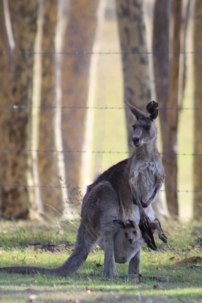 Windella NSW Accommodation Yamba