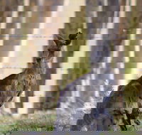 Bella Wind Bed  Breakfast - Accommodation Yamba