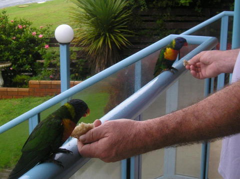 Narooma Golfers Lodge - Accommodation Yamba 3