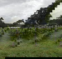 Carlei Estate Cellar Door  Wood Fired Pizzeria - Accommodation Yamba