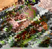 Barrels  Ashes - Accommodation Yamba