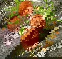 Ollie Masons Cafe - Accommodation Yamba