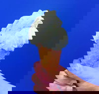 Gelato Papa - Accommodation Yamba