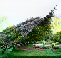 Cambray Cheese Farm Shop - Accommodation Yamba