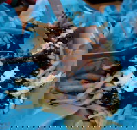 Charles St Pizza  Pasta - Accommodation Yamba