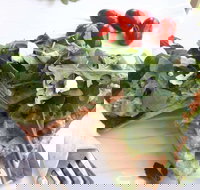 The Garden Tearooms  Cottage Nursery - Accommodation Yamba