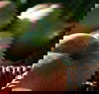 Denmark Heritage Cider Company - Accommodation Yamba