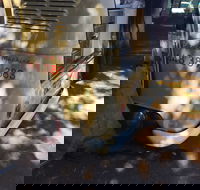 Kombi Koffein - Accommodation Yamba