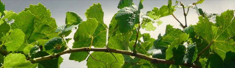 Angullong Cellar Door - Accommodation Yamba 2