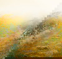 Poonawatta - Accommodation Yamba