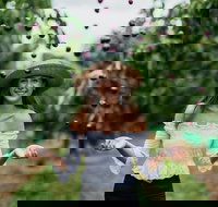 Cherryhill Orchards - Accommodation Yamba