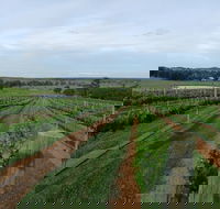 Razorback Ridge Wines - Accommodation Yamba