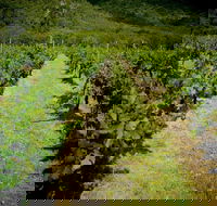 Gartelmann Wines - Accommodation Yamba