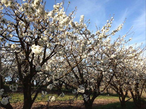 Allambie Orchard And Cafe - Accommodation Yamba 0