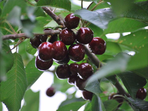 Allambie Orchard And Cafe - Accommodation Yamba 1