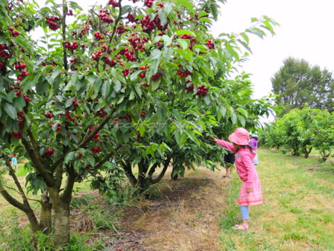 Allambie Orchard And Cafe - Accommodation Yamba 2