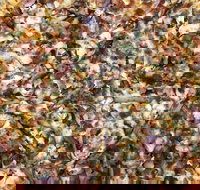 Mitch's Pizza  Pasta - Accommodation Yamba