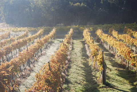 Twisted Gum Wines - Accommodation Yamba 1