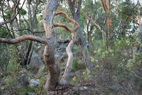 Twisted Gum Wines - Accommodation Yamba 2