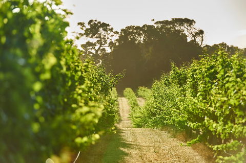 Cape Mentelle Vineyards - Accommodation Yamba 2