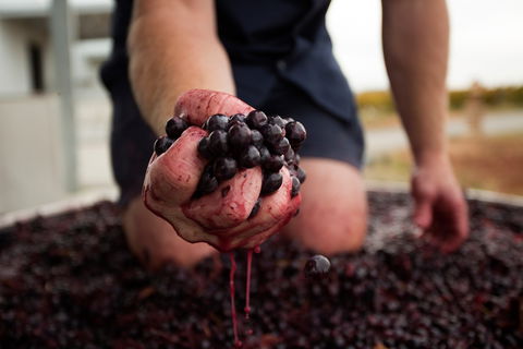 Tomfoolery Wines - Accommodation Yamba 0