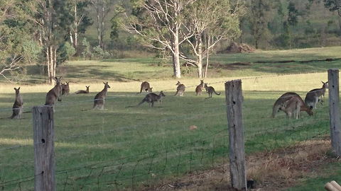 Mistletoe Winery - Accommodation Yamba 1