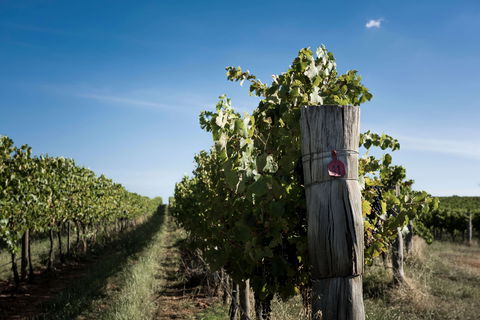 Tamburlaine Organic Wines Millthorpe Cellar Door - Accommodation Yamba 2