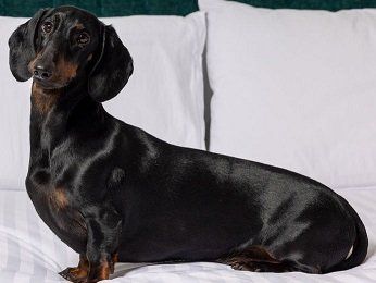 The Sebel Canberra Civic Hotel - Accommodation Yamba 14