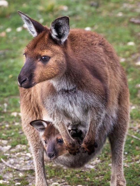 Mercure Kangaroo Island Lodge - Accommodation Yamba 38