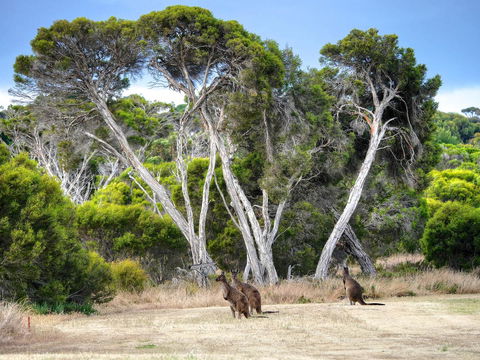 Mercure Kangaroo Island Lodge - Accommodation Yamba 33
