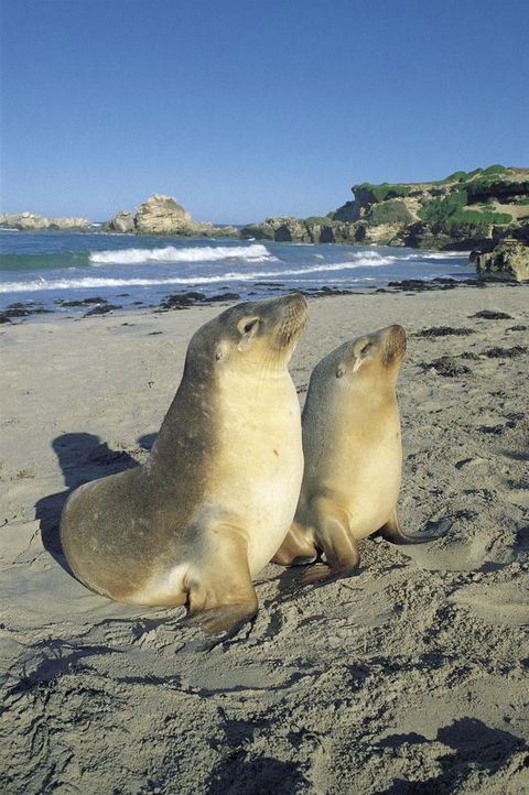 Kangaroo Island Seafront - Accommodation Yamba 40