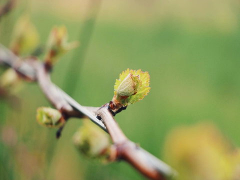Lost In The Vines - Accommodation Yamba 16