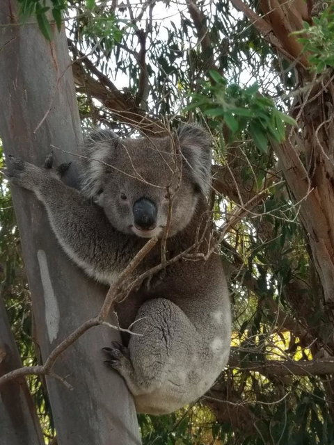 Lost In The Vines - Accommodation Yamba 29