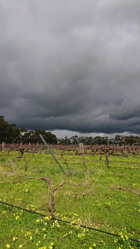 Lost In The Vines - Accommodation Yamba 27