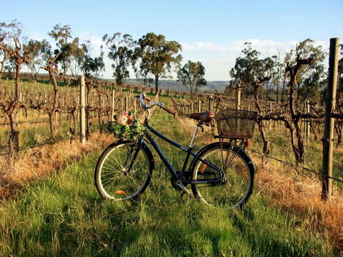 Lost In The Vines - Accommodation Yamba 17