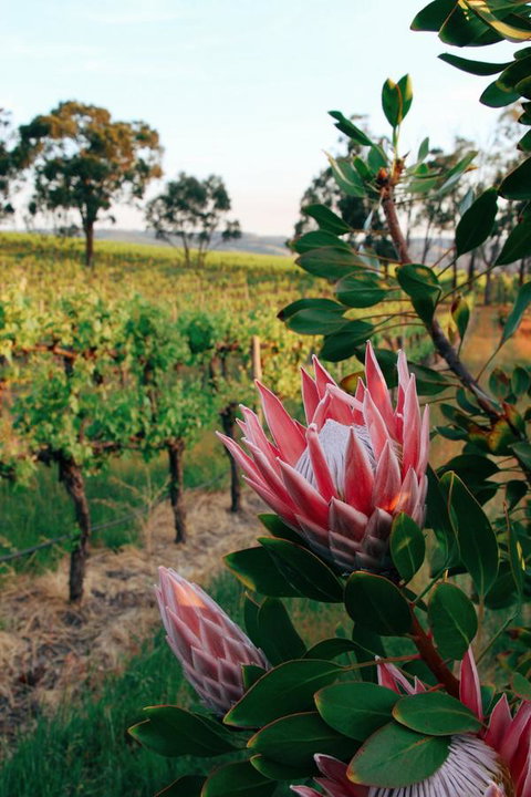 Lost In The Vines - Accommodation Yamba 14