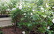 Baronet B & B - thumb 18